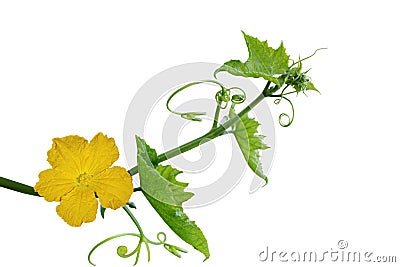 Loofah Flower and Leaf Stock Photo