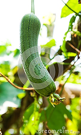 Loofah plant Stock Photo