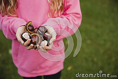 Look at all of These Conkers Stock Photo