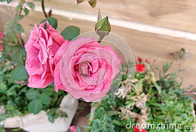 Look at beautiful pink coloured roses spreding there magistic fragnance Stock Photo