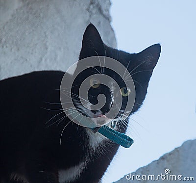 LOOK OF BLACK CAT Stock Photo