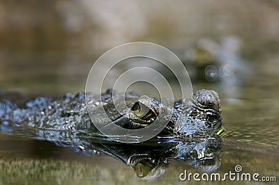 Look of a crocodile Stock Photo