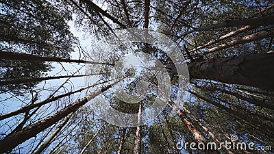 Look at the crowns of the trees from below Editorial Stock Photo