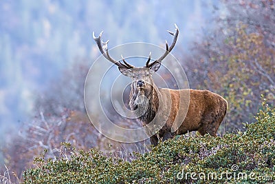 The look of the deer Stock Photo