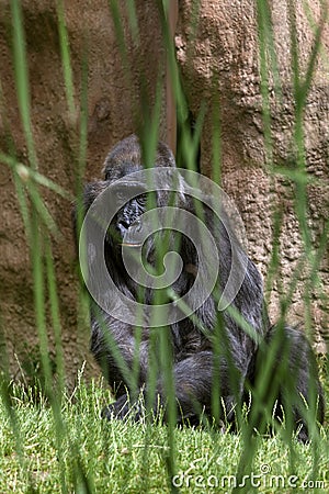 Female gorilla in ZOO, the most dangerous and biggest monkey . Stock Photo