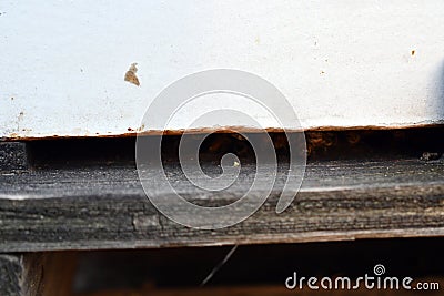 A look into a honey bee hive entrance Stock Photo