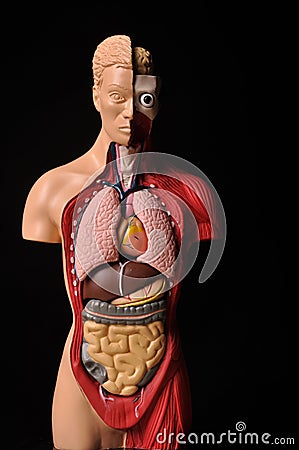 Look inside body, human anatomy Stock Photo