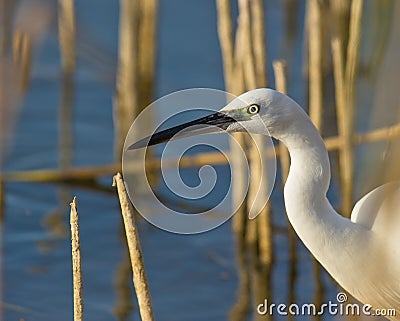 The look of a Little Egret Stock Photo