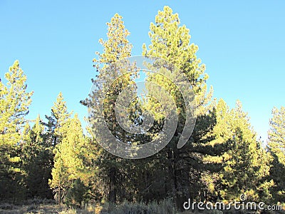 Autumn, 2017 in Big Bear Lake, California: entering into part of a forest Stock Photo