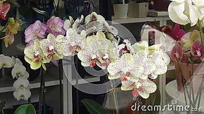 A look through the shop window on the orchids Stock Photo
