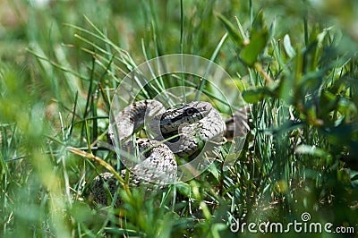 Look of small snake Stock Photo