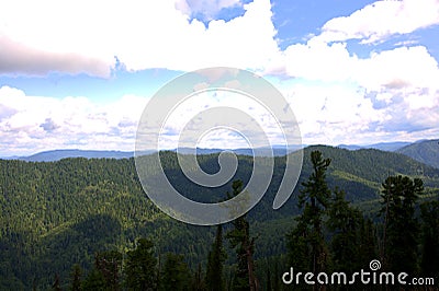 A look through tall pines to the tops of mountain ranges beneath white cumulus clouds Stock Photo