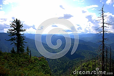 A look through the tall pines to the tops of the mountains overgrown with coniferous forests lying under a blue cloudy sky Stock Photo