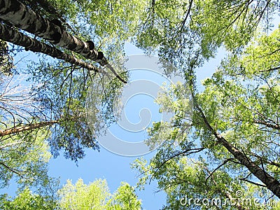 Look up, clear sky among the trees. Russian forest Stock Photo