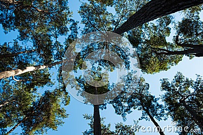 Look up at the crowns of trees. tree trunks go up into the blue sky Stock Photo