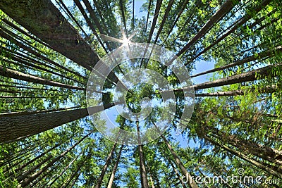 Look up in a dense pine forest Stock Photo