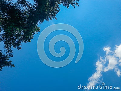 Look up to tree crowns and clouds at sunny day Stock Photo