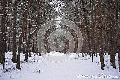 A look into the winter forest Stock Photo