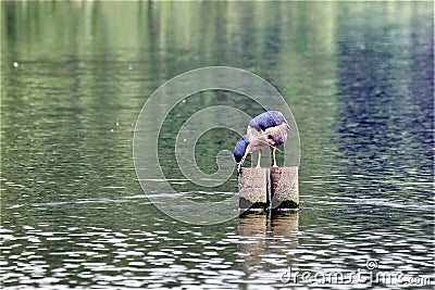 Looked down the water, there must be fish for to eat Stock Photo