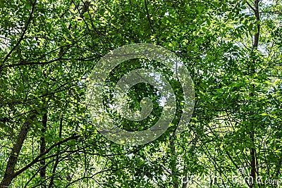 Lookiing up through tree canopy in mid spring Stock Photo