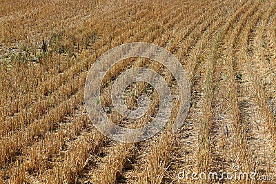 Looking across harvested rows of barley stalks in a field Stock Photo