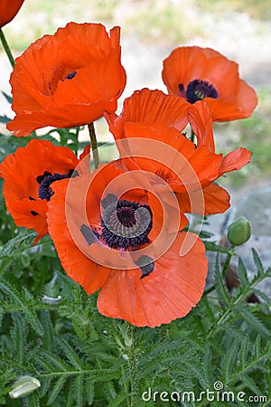 Looking into Blooming Orange Oriental Poppy Blossoms Stock Photo