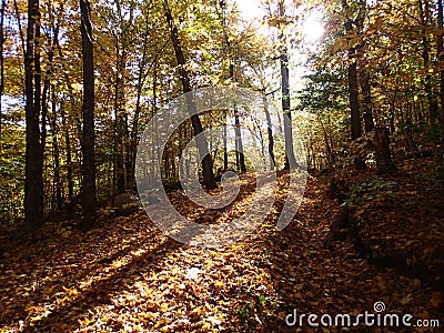 Looking at the breathtaking sun from within the Forest Stock Photo