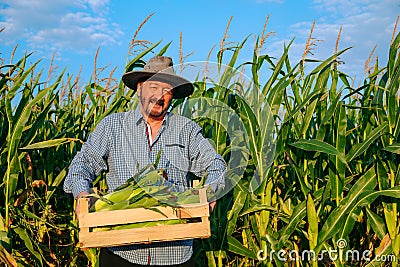 Looking at camera senior male worker carries box of ripe corn, the man shows his crop, front view Stock Photo