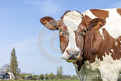 Looking cow cheerful, red and white gentle curious portrait, pink nose, in front of a blue sky Stock Photo