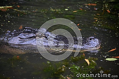 Looking Directly into the Face of a Gator Stock Photo