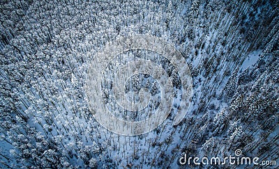 Looking down above snow covered forest aerial drone views straight above Stock Photo