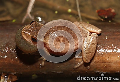 Looking down on a calling male Spring Peeper Frog Stock Photo