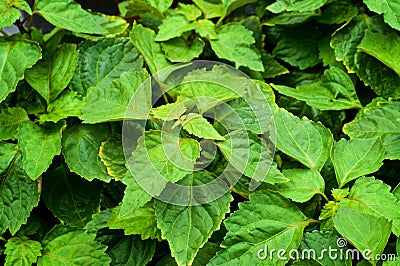 Looking down on large patchouli plant Stock Photo