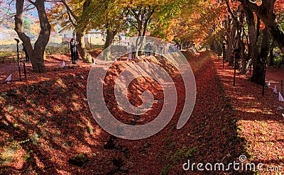 A long look down the Momiji Tunnel Editorial Stock Photo