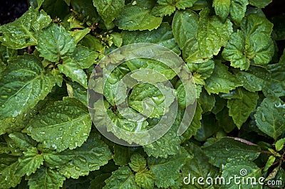 Looking down at Pogostemon cablin patchouli plant wet from morning rain Stock Photo