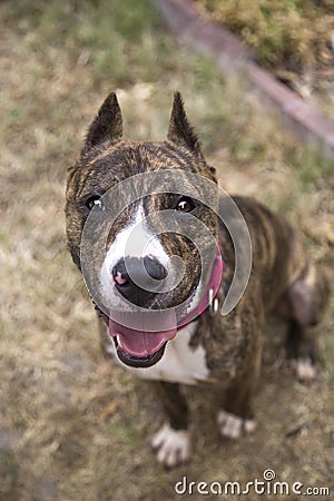 Looking down on a smiling brindle dog Stock Photo