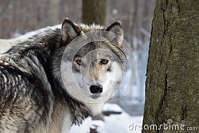 Looking into the eyes of a Timber wolf Stock Photo