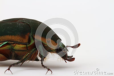 Green June Beetle (Cotinis nitida) Stock Photo