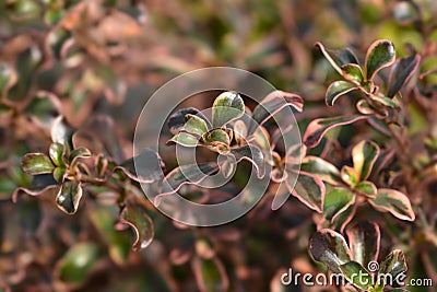 Looking-glass plant Rainbow Surprise Stock Photo