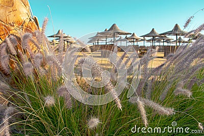 Beach scene, looking from the long grass to the beach. Stock Photo