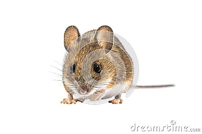 Looking mouse isolated on white background Stock Photo