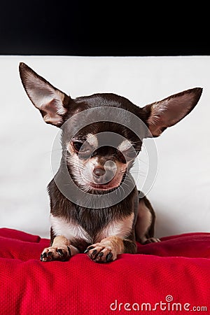 Looking nice chocolate chihuahua portrait Stock Photo