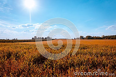 Looking over the corn fields on a beautiful autumn day in Michigan Stock Photo