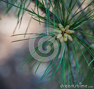 Looking over the fresh plant fruit Stock Photo