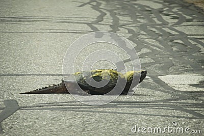 Snappy turtle crossing the road Stock Photo