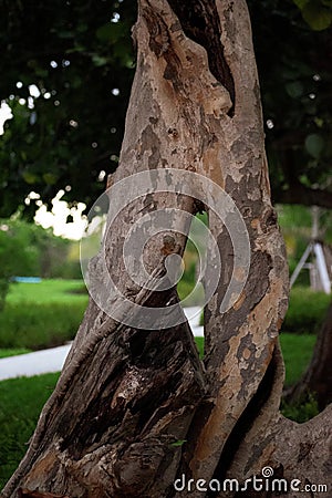 Strange shape on the trunk of a tree Stock Photo