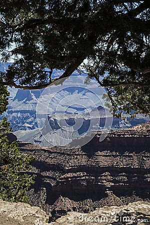 Looking Thru A Tree Canopy The Grand Canyon Stock Photo