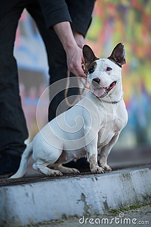 Minature bullterrier dog with his owner Stock Photo