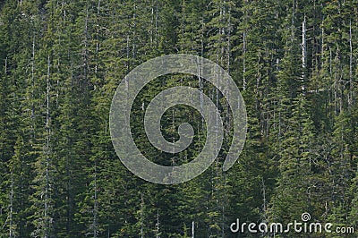 Looking into the Tongass National Forest Stock Photo