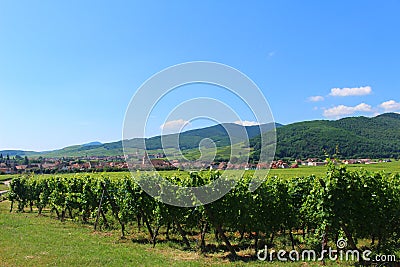 Looking toward an Alsatian village from a vineyard Stock Photo